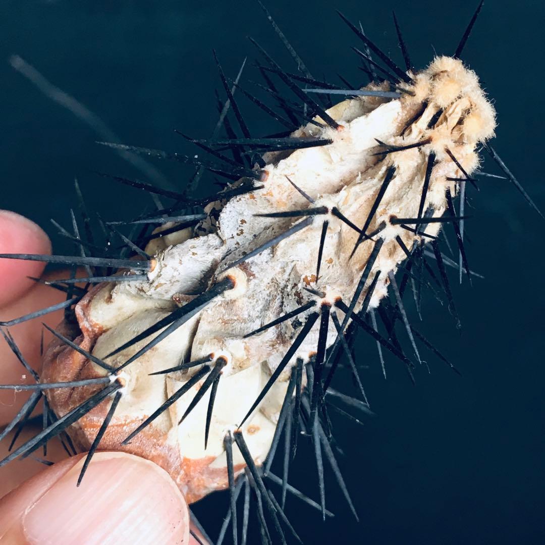 向山黒王丸 ドライカクタス サボテン コピアポア シネレア 黒王丸 白肌