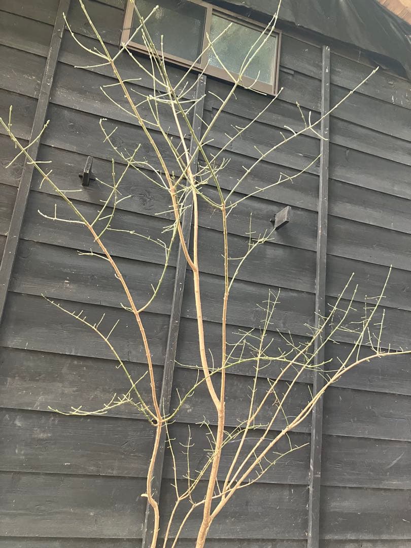 山採り　マユミ