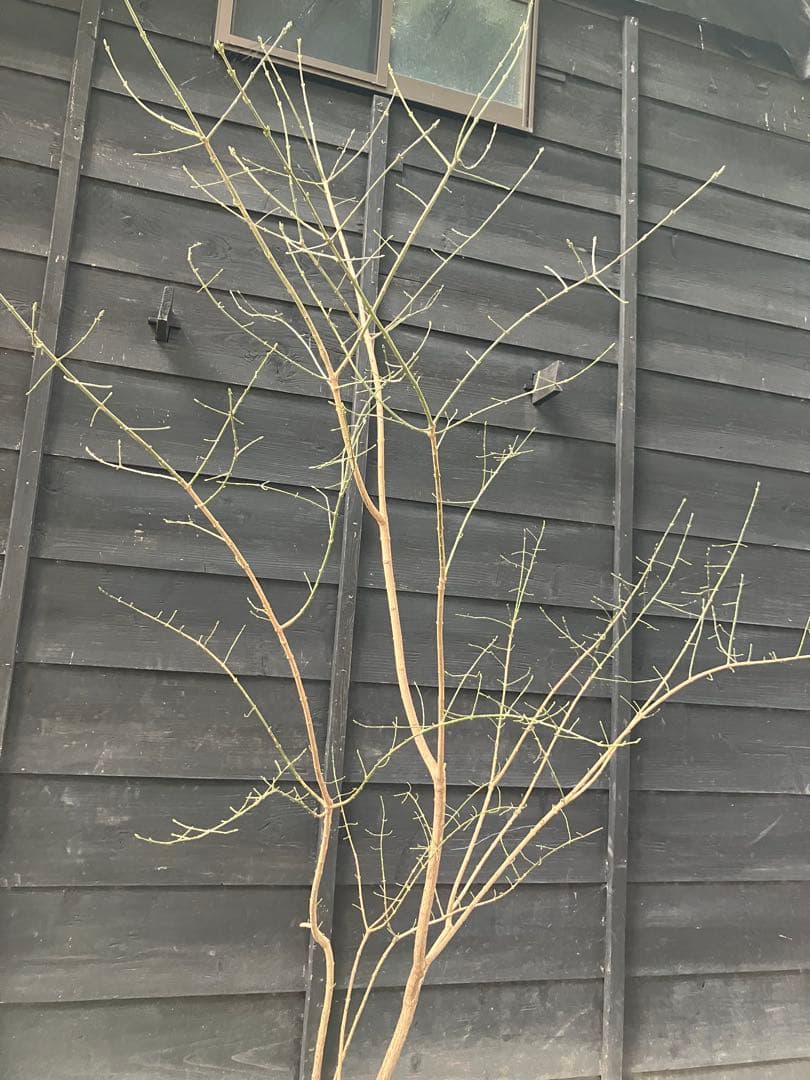 山採り　マユミ