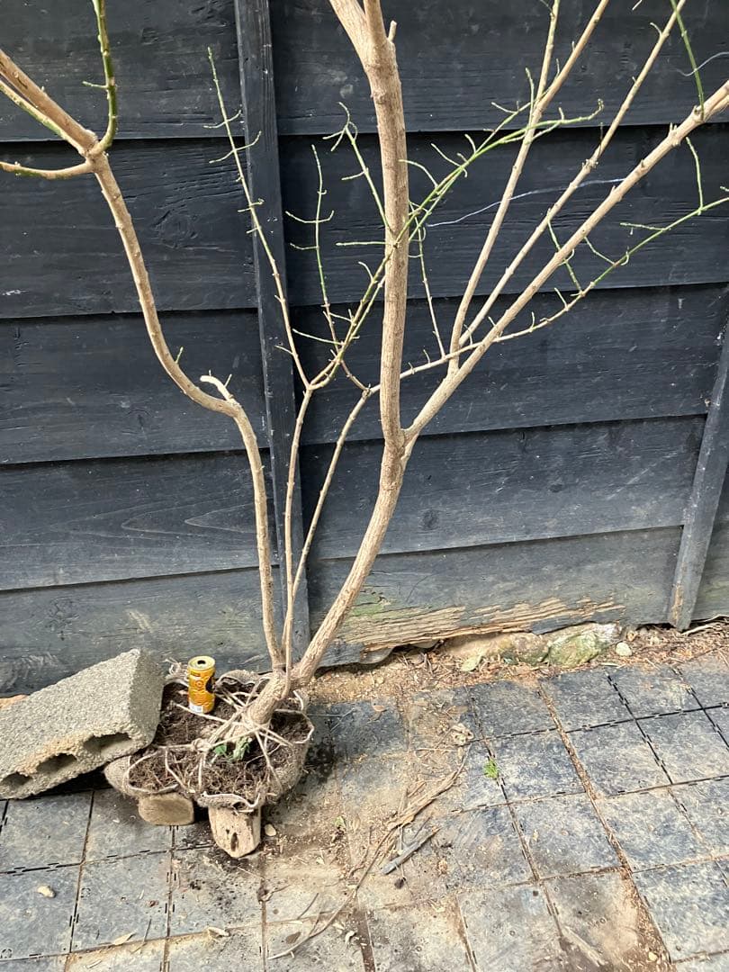 山採り　マユミ