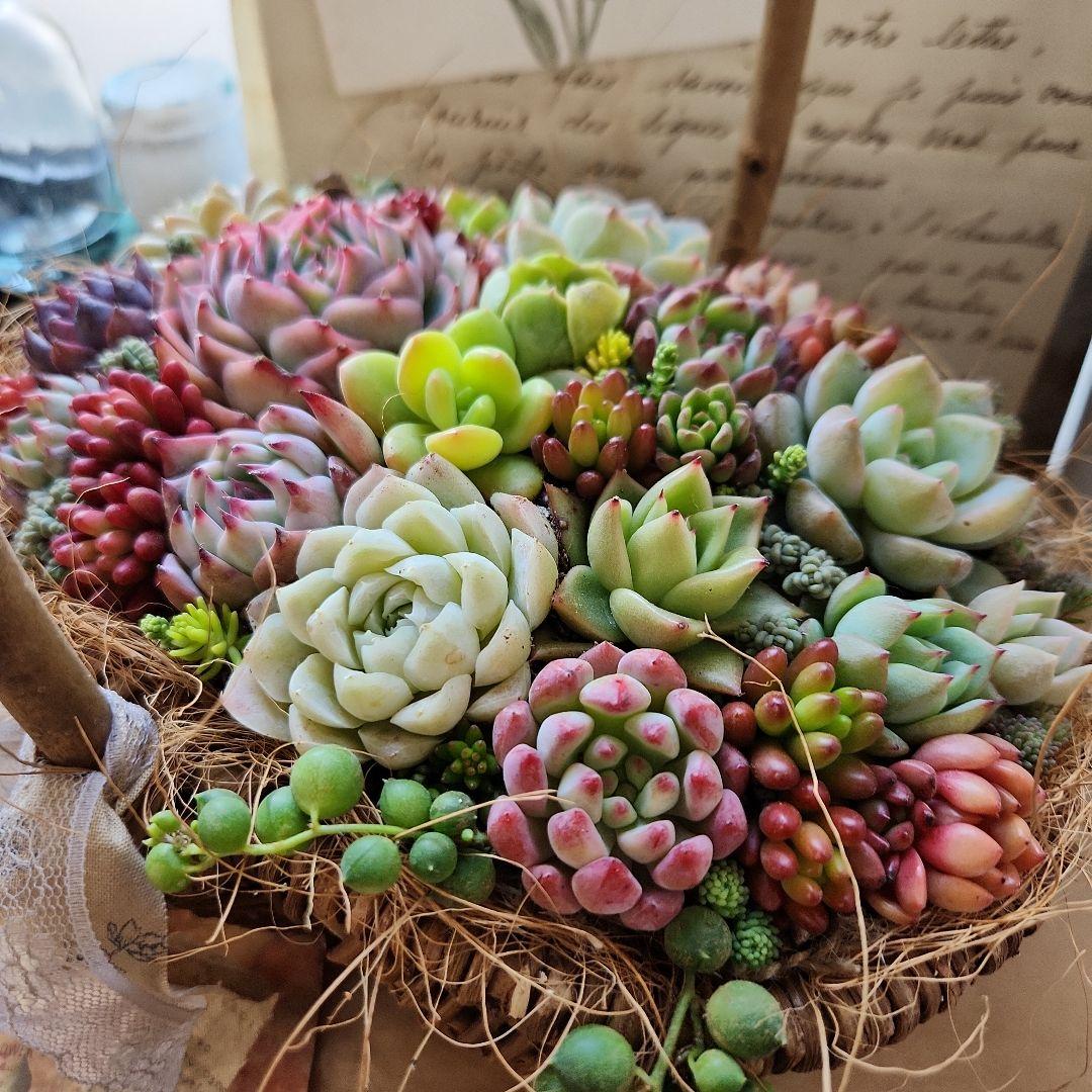 多肉植物寄せ植え　そのまま飾れる　バスケット♡