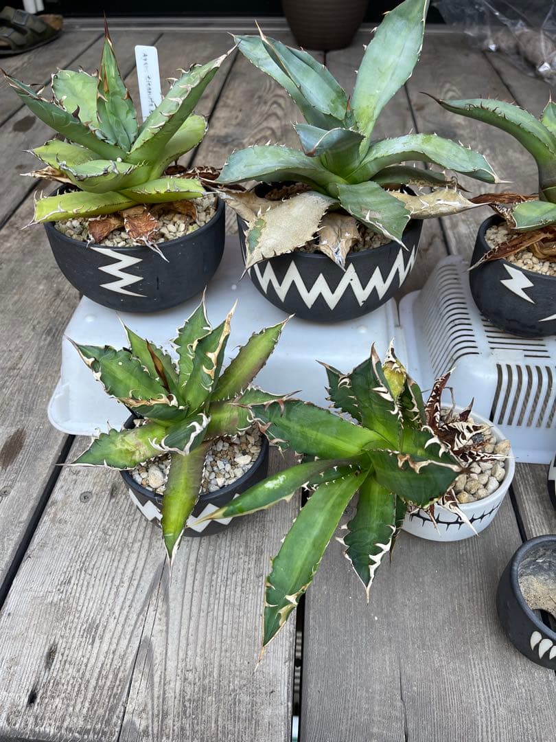 早い者勝ち！valiem バリエムレフトボタニカル鉢アガベセット　陶器鉢　作家鉢
