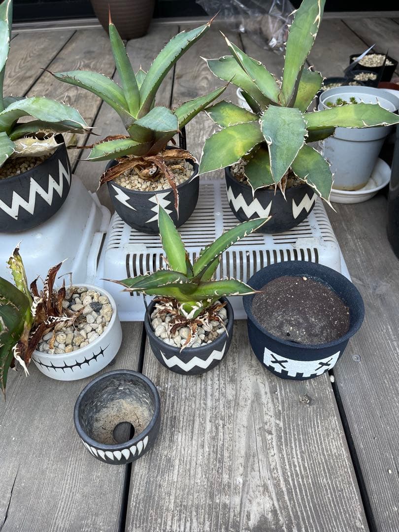 早い者勝ち！valiem バリエムレフトボタニカル鉢アガベセット　陶器鉢　作家鉢