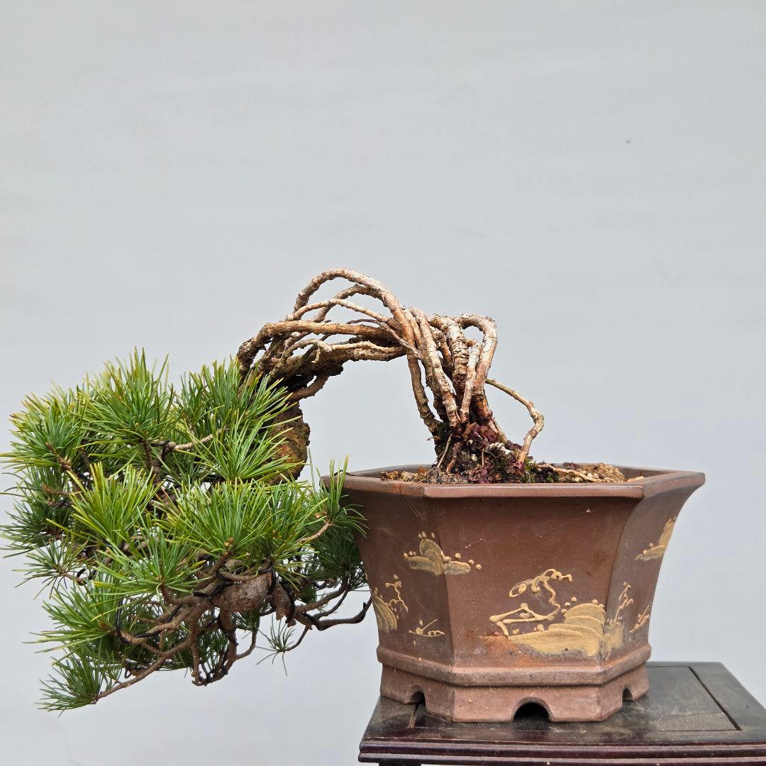 五葉松　[根上がり半懸崖]　貴風盆栽