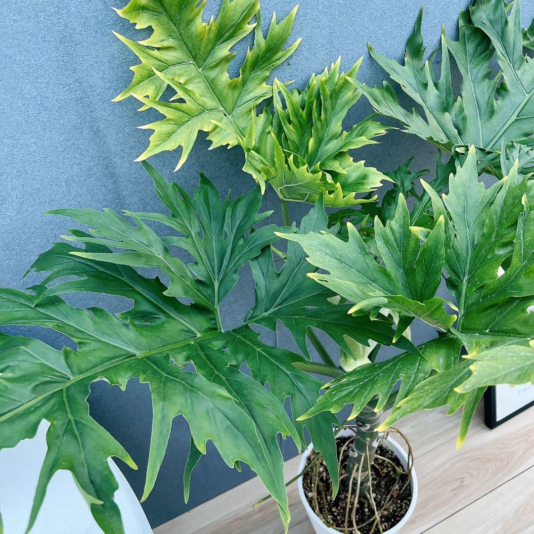 ［現品］【希少】1番　フィロデンドロン　ワルセウィッチー　8号　観葉植物　レア