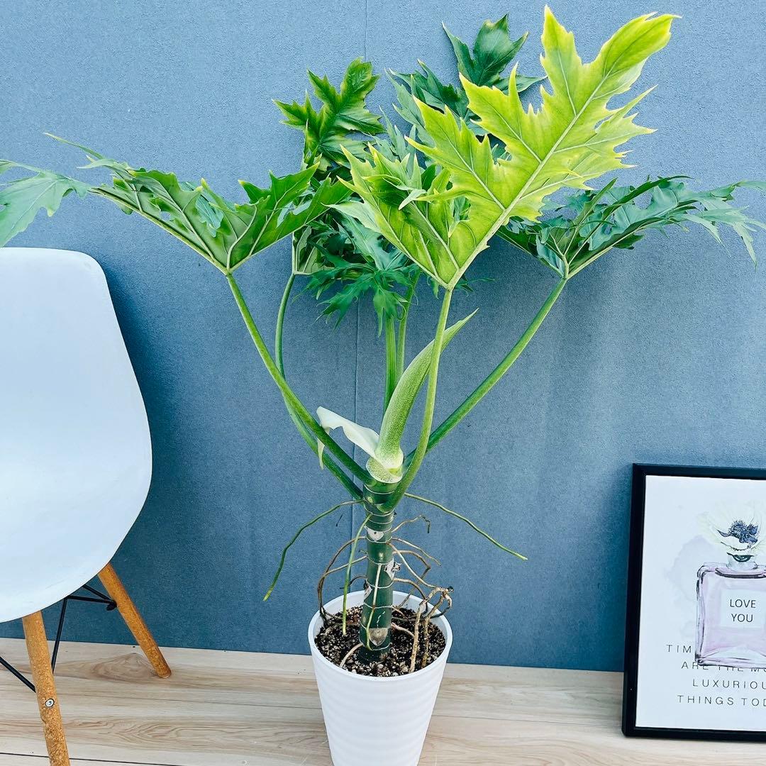 ［現品］【希少】1番　フィロデンドロン　ワルセウィッチー　8号　観葉植物　レア