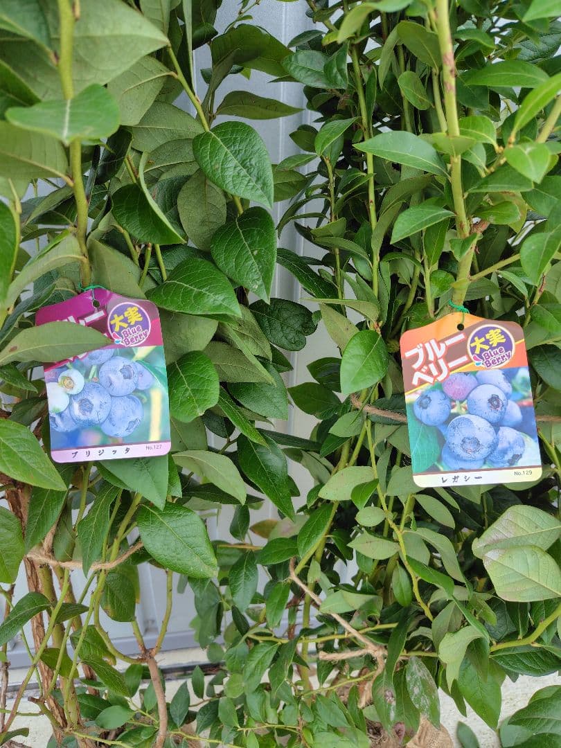 ブルーベリー苗ブリジッタ＆レガシー大苗2本セット
