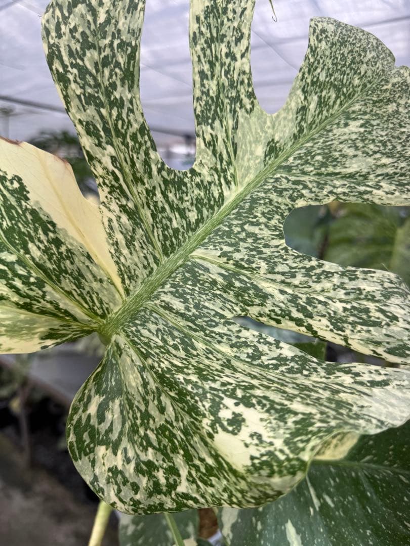 9モンステラ　タイコンステレーション　スターライト