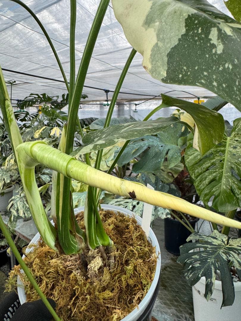 9モンステラ　タイコンステレーション　スターライト