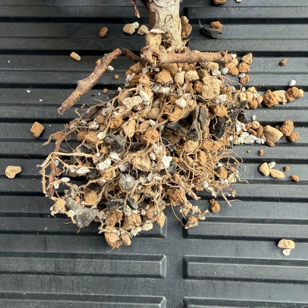 サルコカウロン ムルチフィズム 現地株 発根済