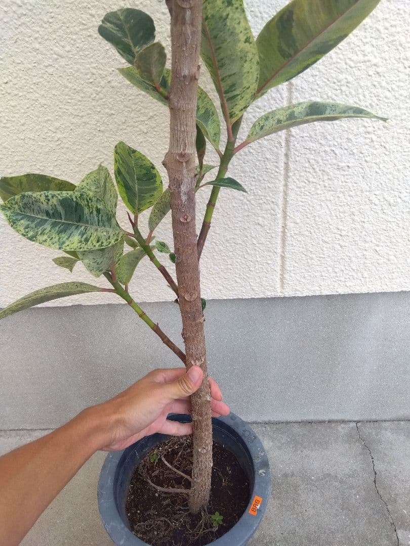 フィカス　ジン　斑入り　8号鉢つき　極上斑❗