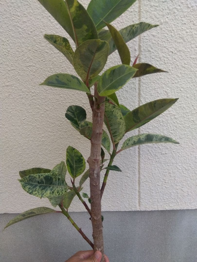 フィカス　ジン　斑入り　8号鉢つき　極上斑❗