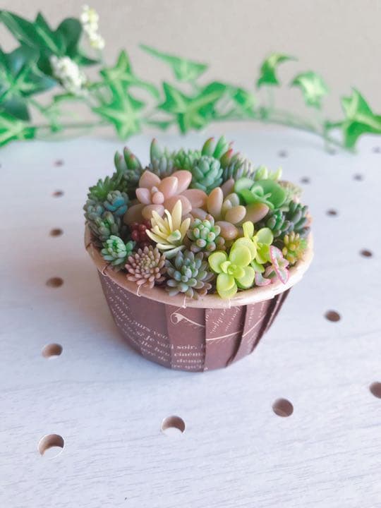 ★★セダム畑❤️★このまま飾れます★寄せ植え★ちまちまキュンキュン★多肉植物