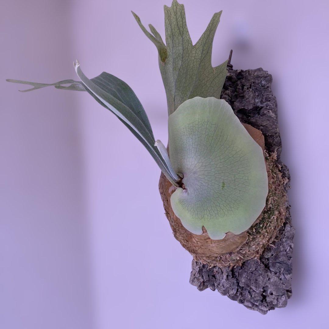 ビカクシダ　P.white wing ホワイトウィング