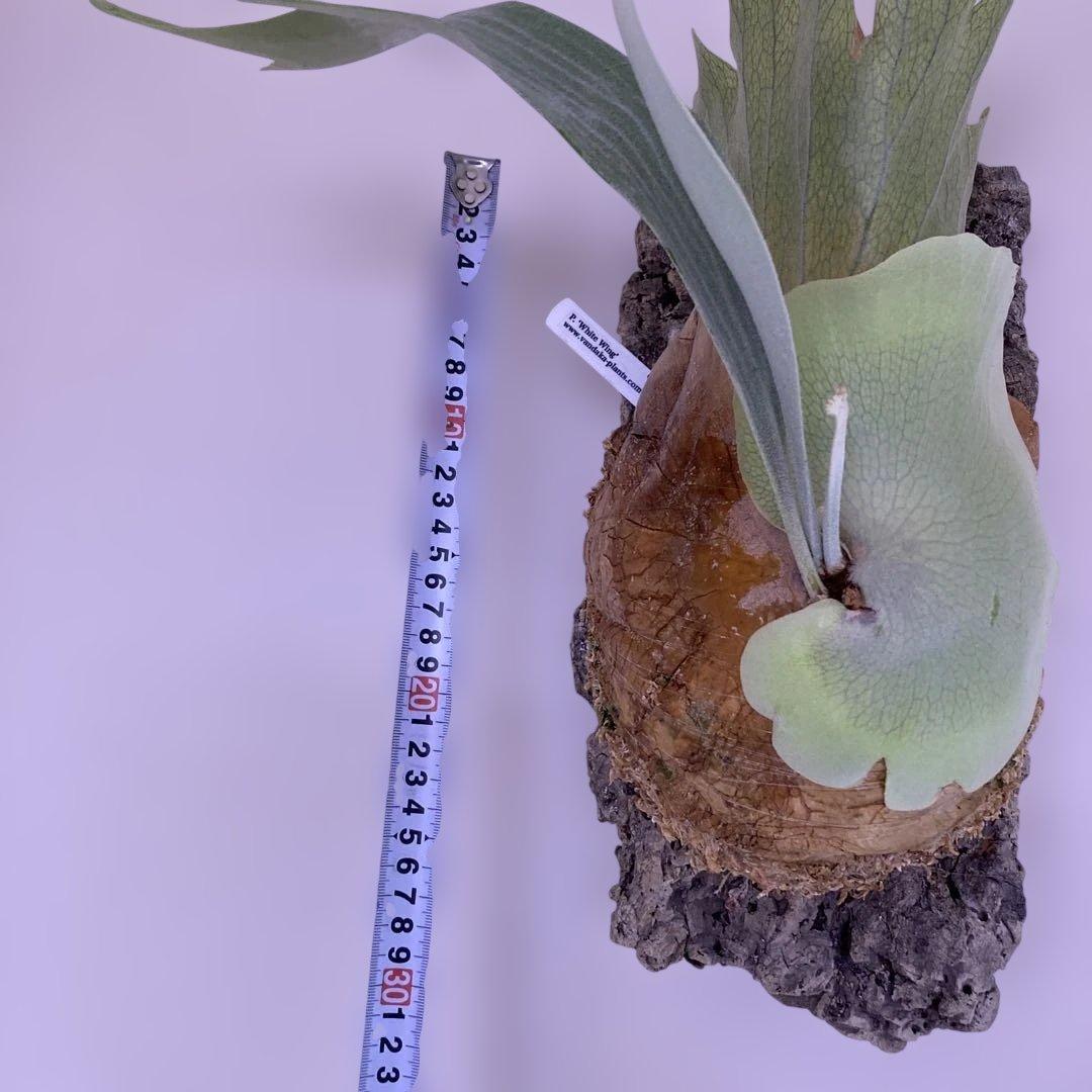 ビカクシダ　P.white wing ホワイトウィング