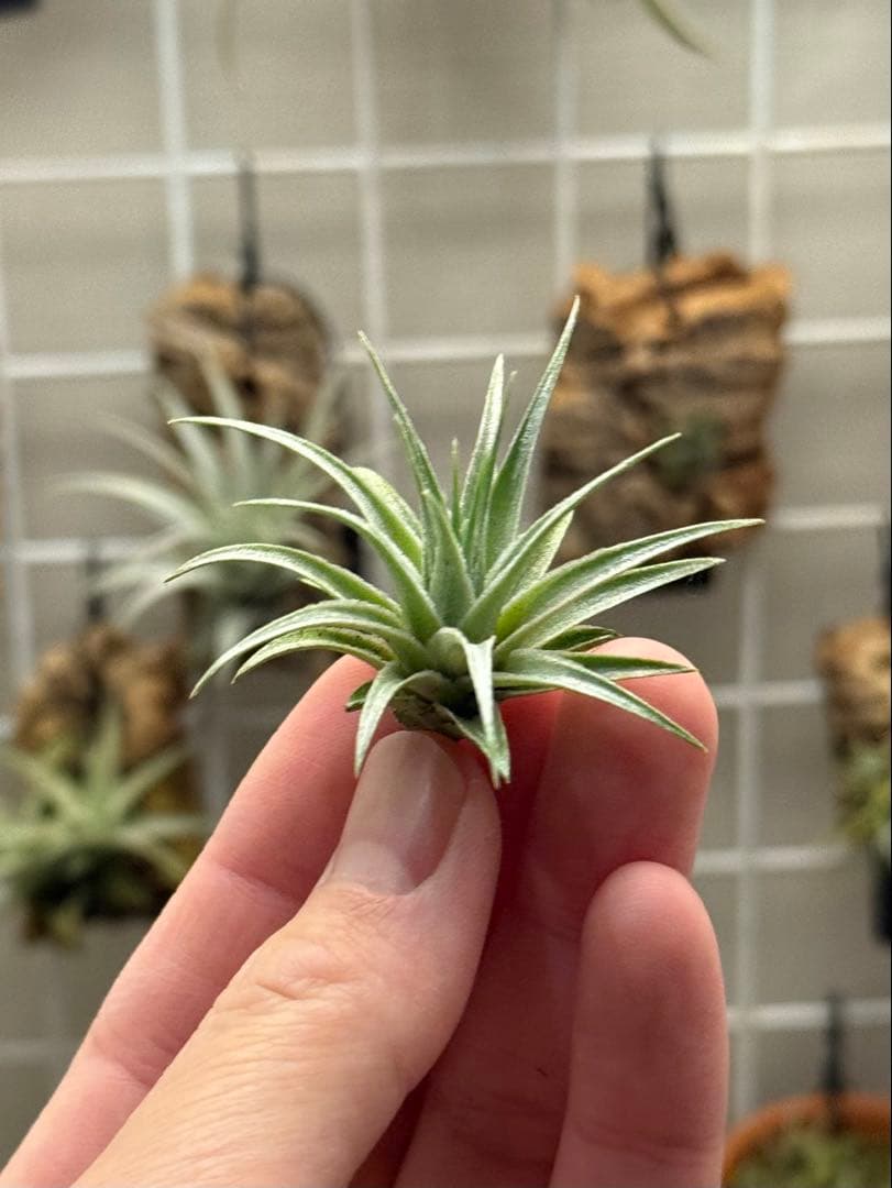 ブロメリア・エアープランツ Tillandsia roseiflora