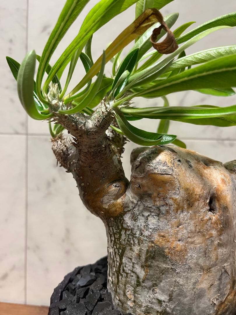 パキポディウム グラキリス 変態株