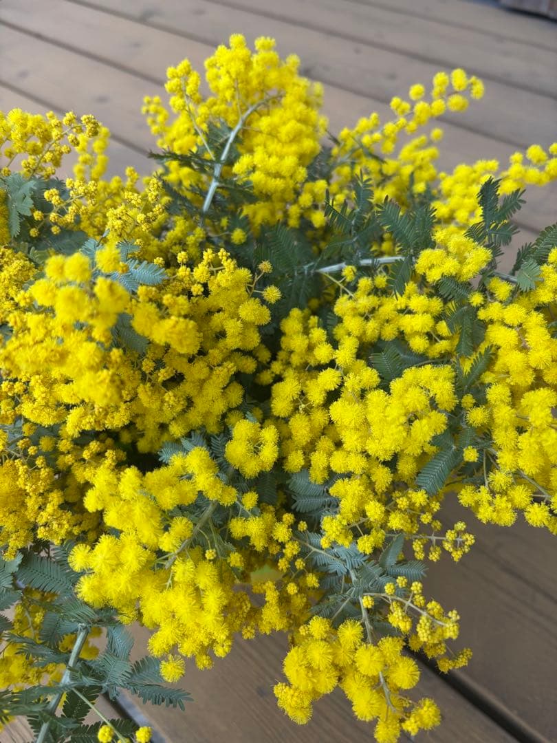 フレッシュミモザ 2026ご予約ページ