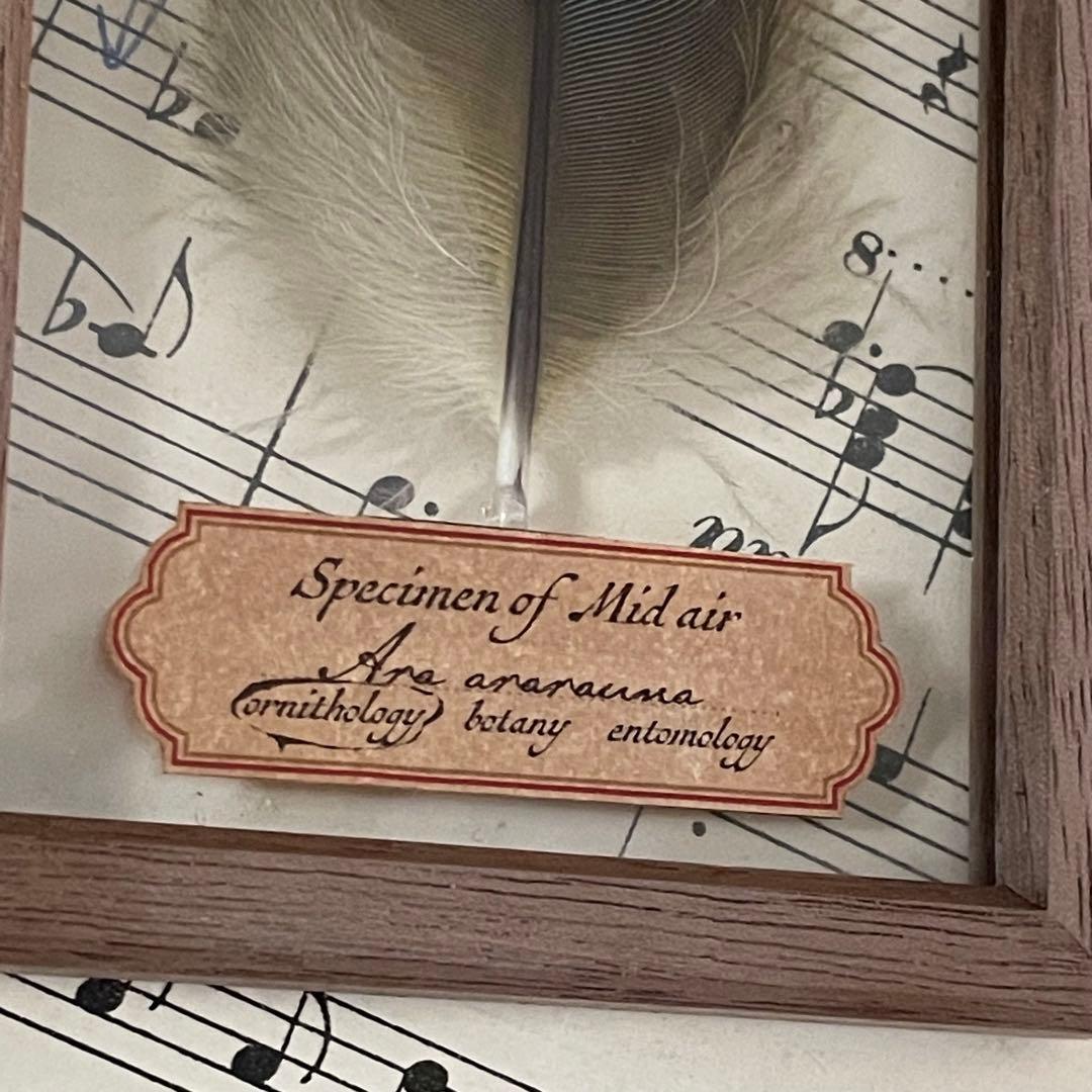 ［おまとめ］羽根の標本+ ヨダヒデミさんジュエリーボックス