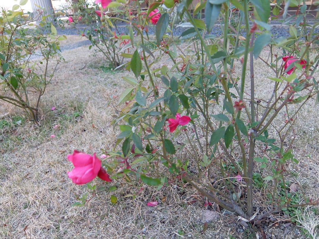 【美品】 FUJIFILM フジフィルム XQ1 元箱付き シルバー 動作OK