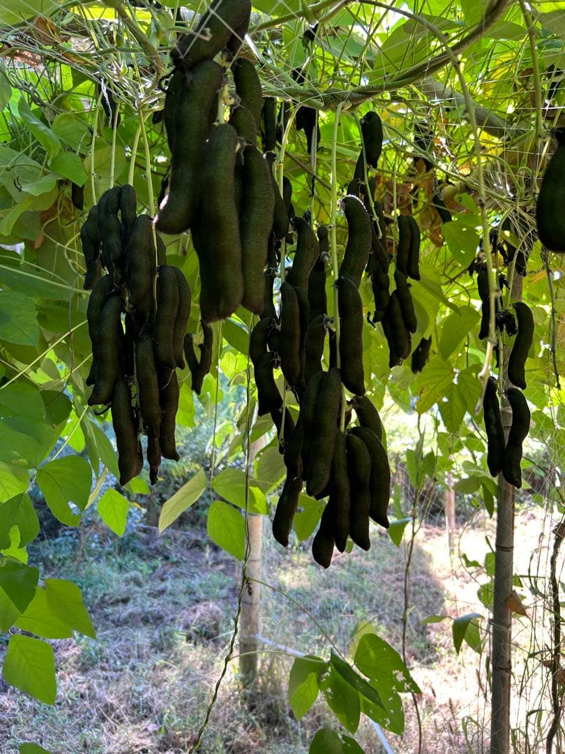 晴れの国岡山産ムクナ豆【八升豆】10kg‼️ 自然農
