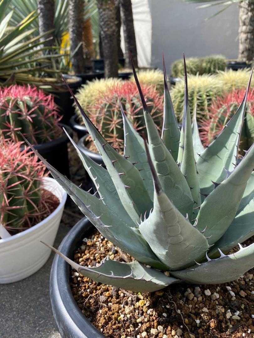 アガベ　パリー　ネオメキシカーナ