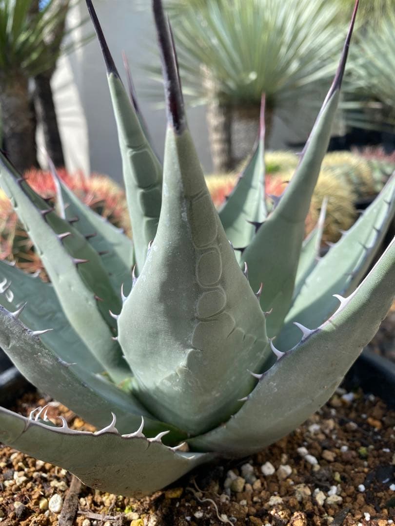 アガベ　パリー　ネオメキシカーナ