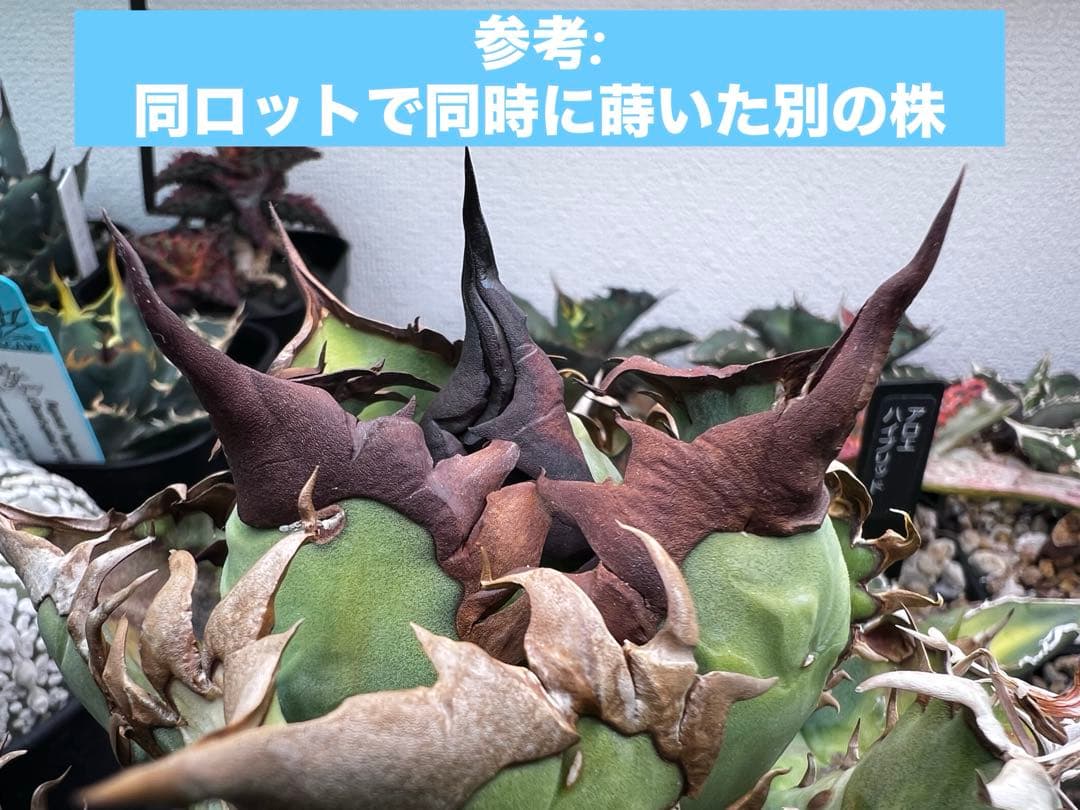 アガベ オテロイ 実生選抜 2022Lot 子株出品