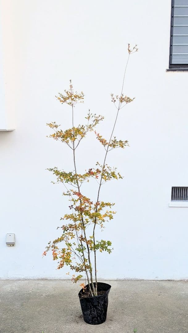 無限の色を。山採りドウダンツツジ。