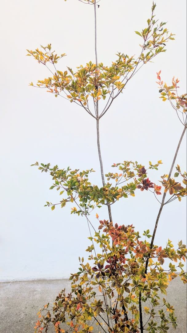 無限の色を。山採りドウダンツツジ。