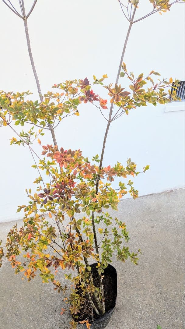 無限の色を。山採りドウダンツツジ。