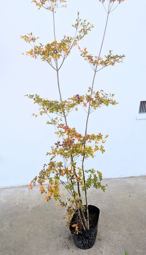 無限の色を。山採りドウダンツツジ。