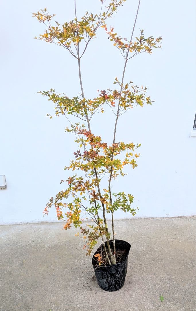 無限の色を。山採りドウダンツツジ。