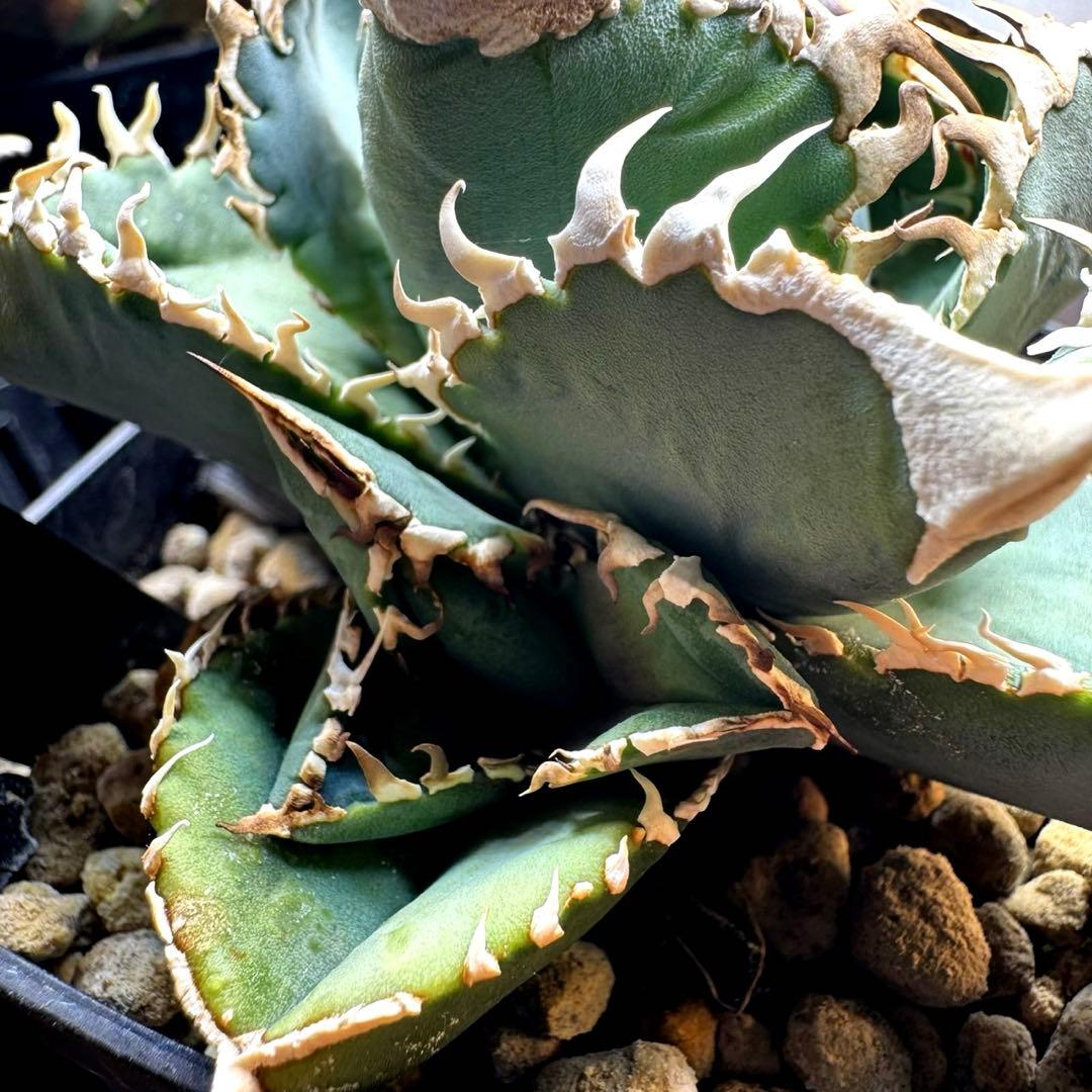 アガベ ivory w.a kinさん