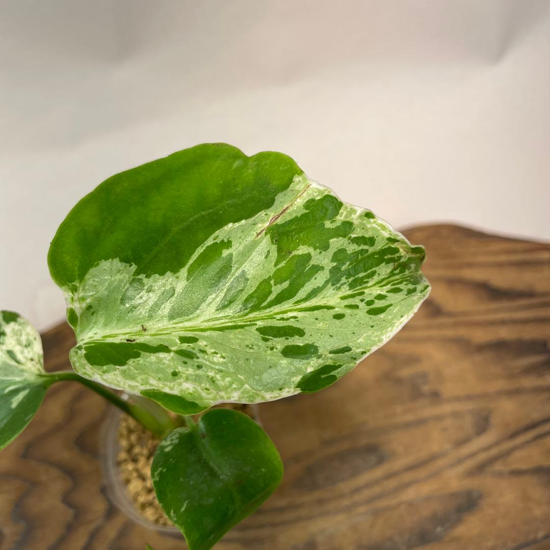 S*h様 L043品種保証！斑入り保証！　モンステラ バルバソー フシギダネ