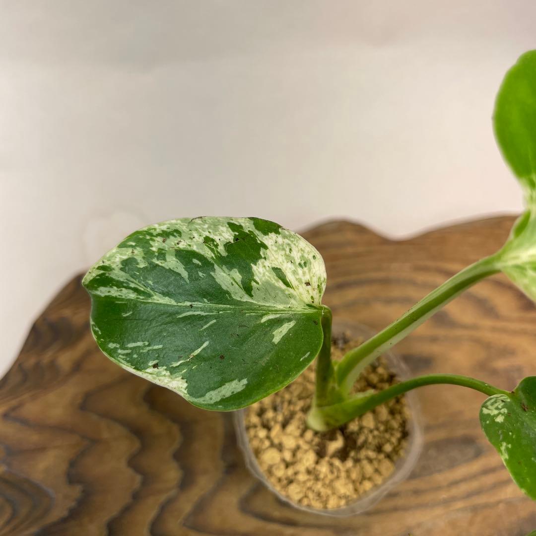 S*h様 L043品種保証！斑入り保証！　モンステラ バルバソー フシギダネ