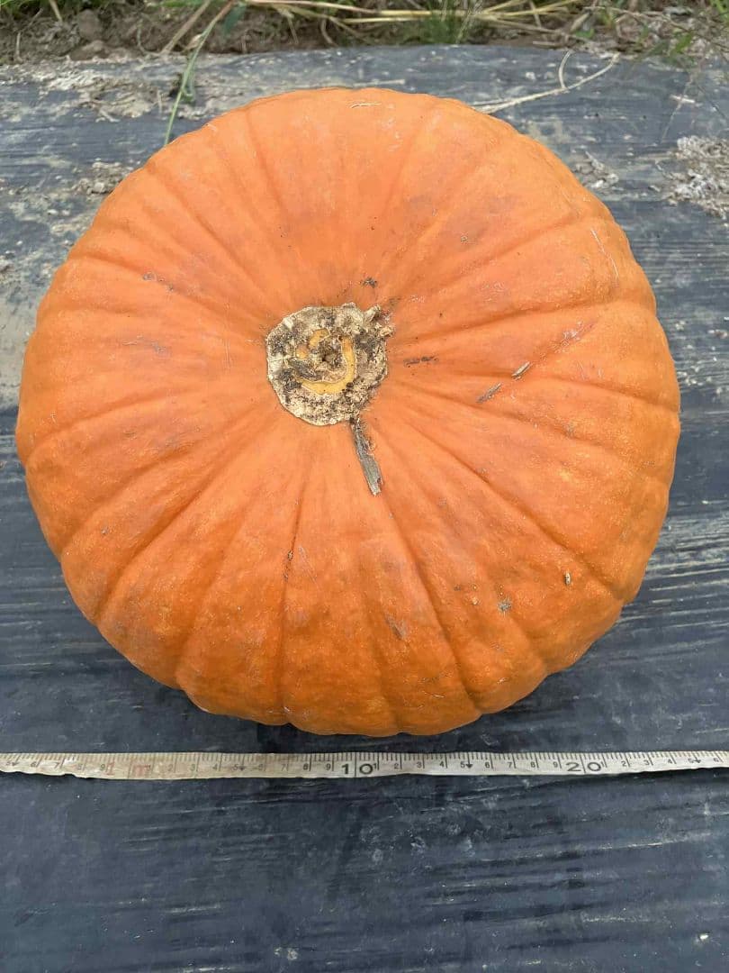 404 Not Found ハロウィンかぼちゃ5/7