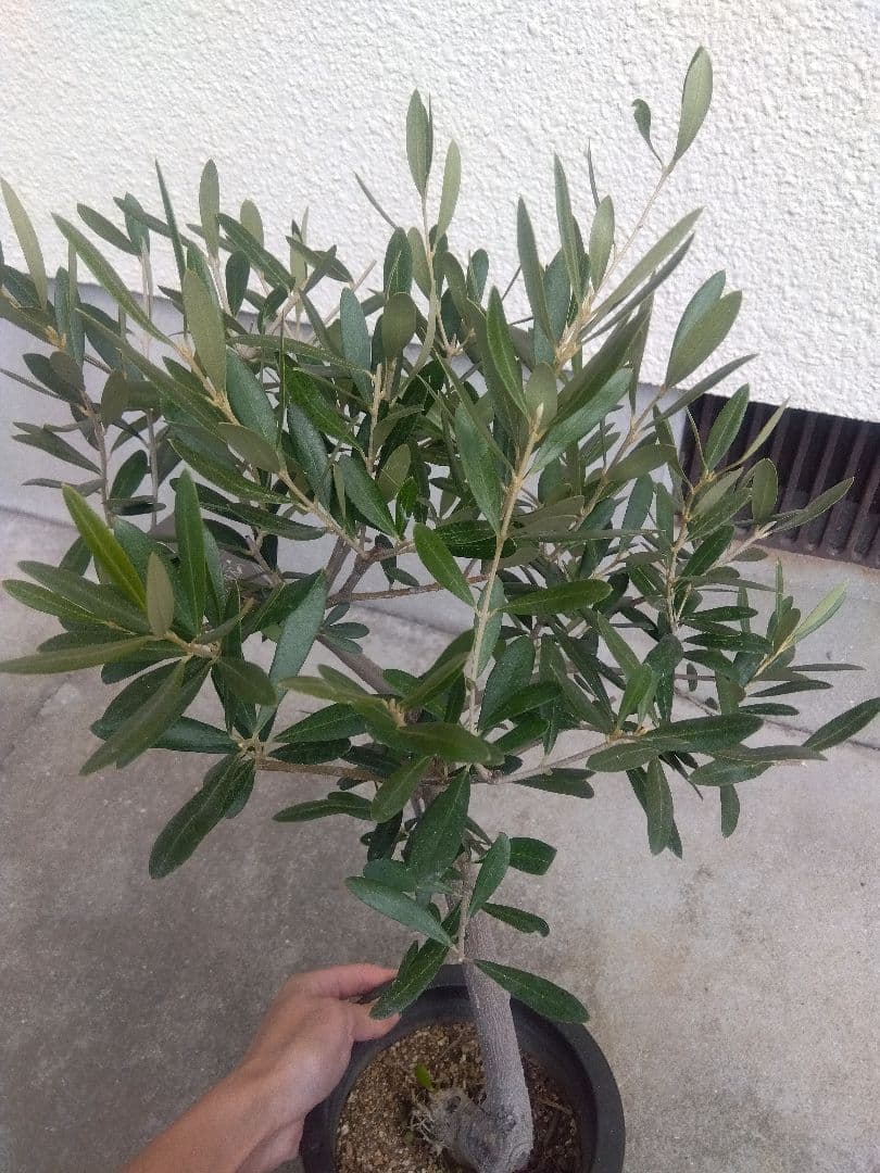 オリーブ　古木 souju 創樹　6号鉢つき　盆栽❗　③