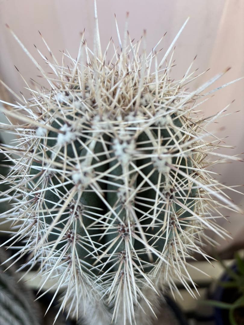 サボテン　武倫柱　ブリンチュウ　8号大株