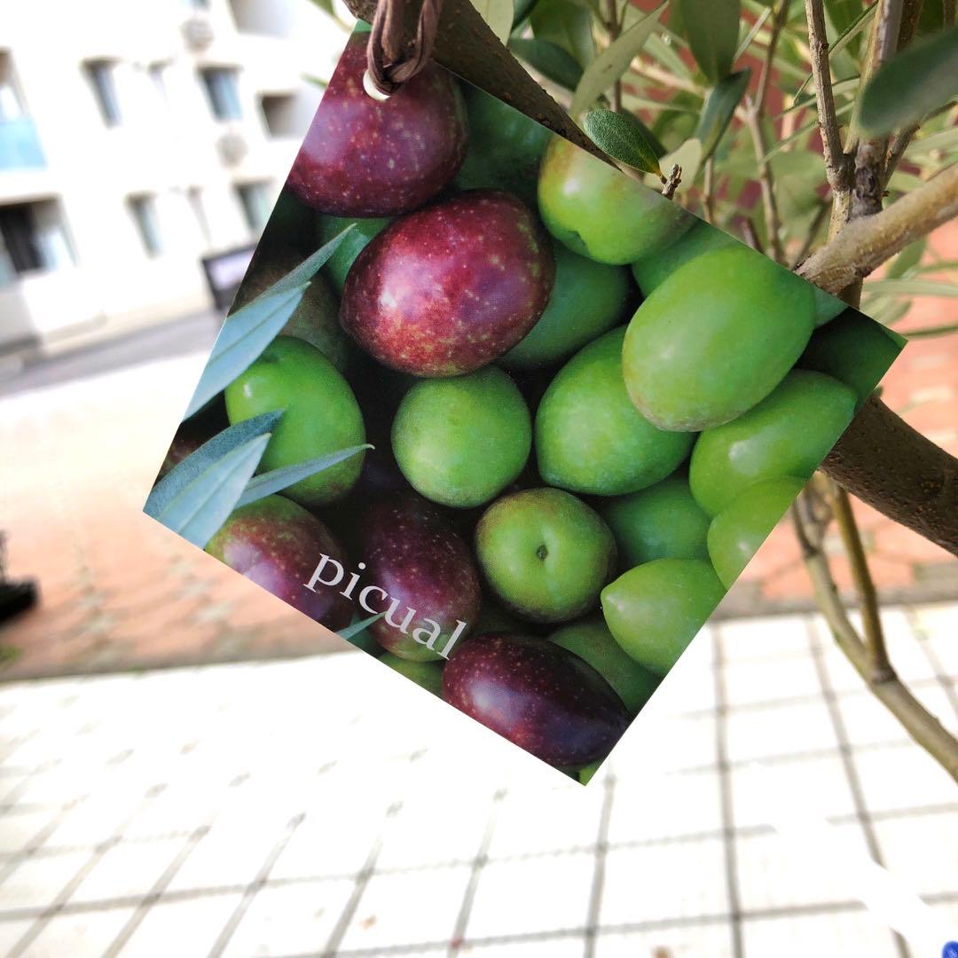 オリーブの木 8号【SOUJU】ピクアル 幹太 品質抜群 希少品種 自家結実性