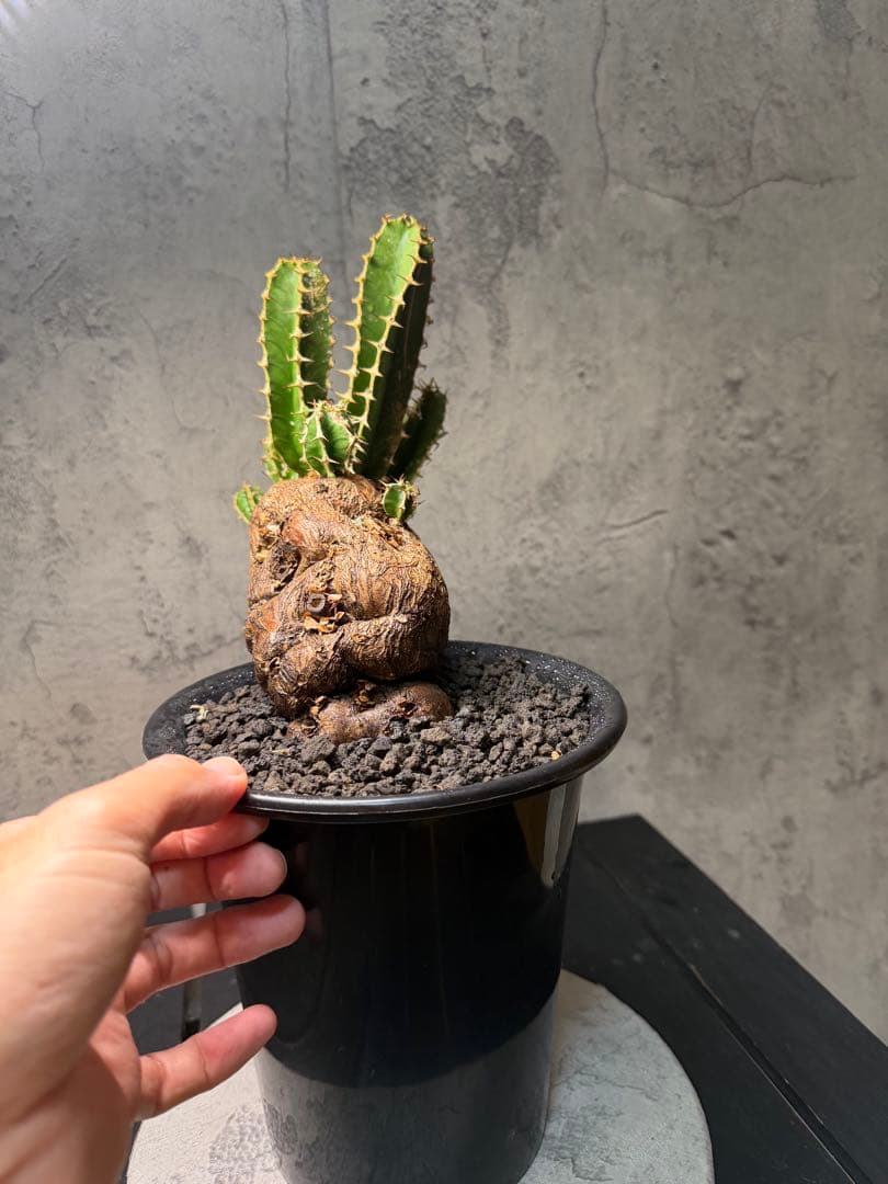 ユーフォルビア ムランジーナ　珍株　発根確認済