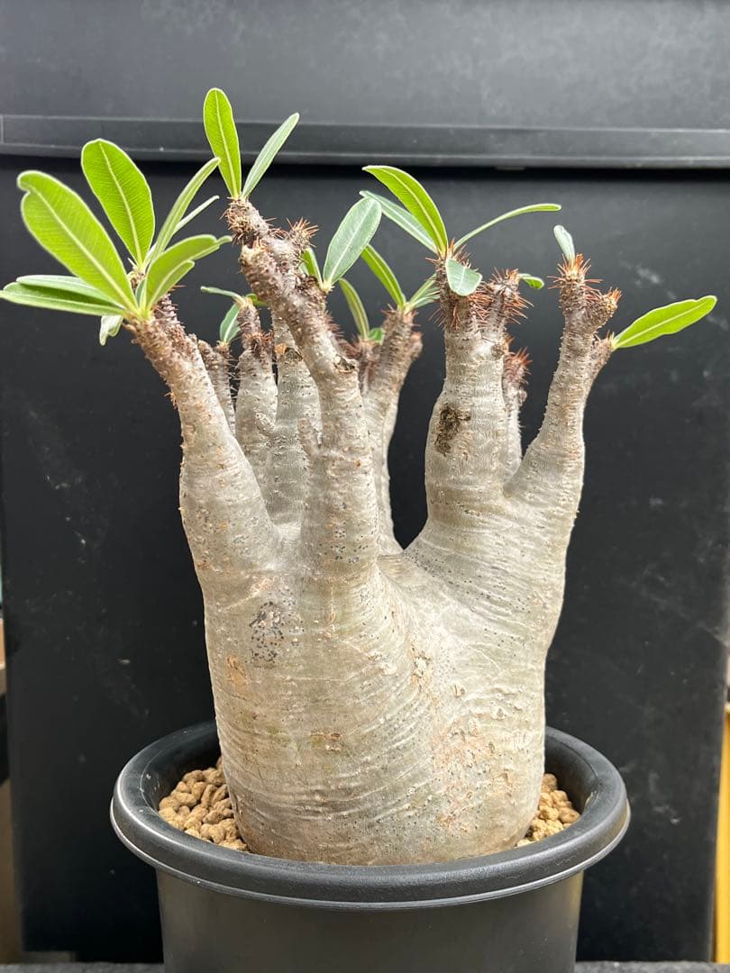 良型 現地球 Pachypodium パキポディウム グラキリス コーデックス