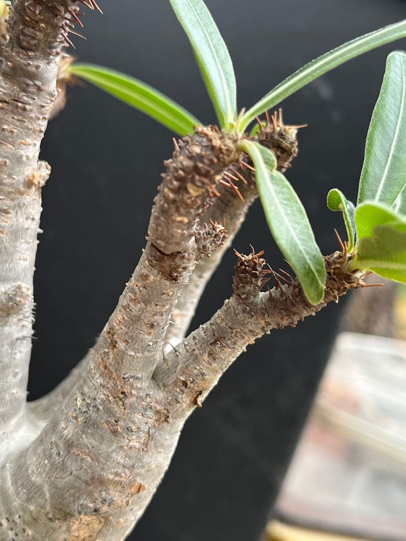 良型 現地球 Pachypodium パキポディウム グラキリス コーデックス