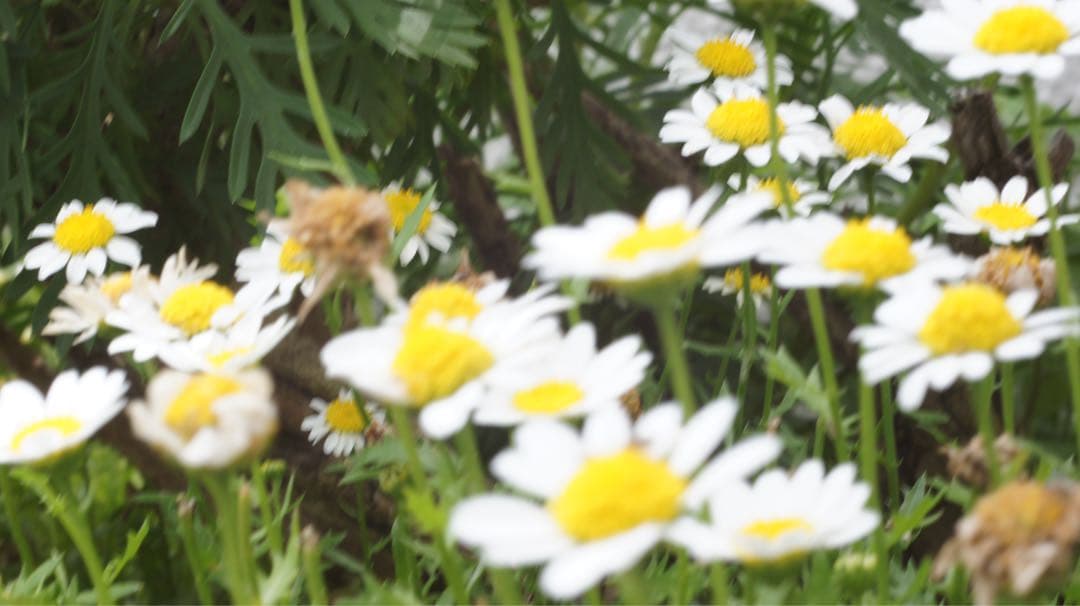 ■ 単焦点　Nikon Ai-s Micro NIKKOR 105mm F2.8