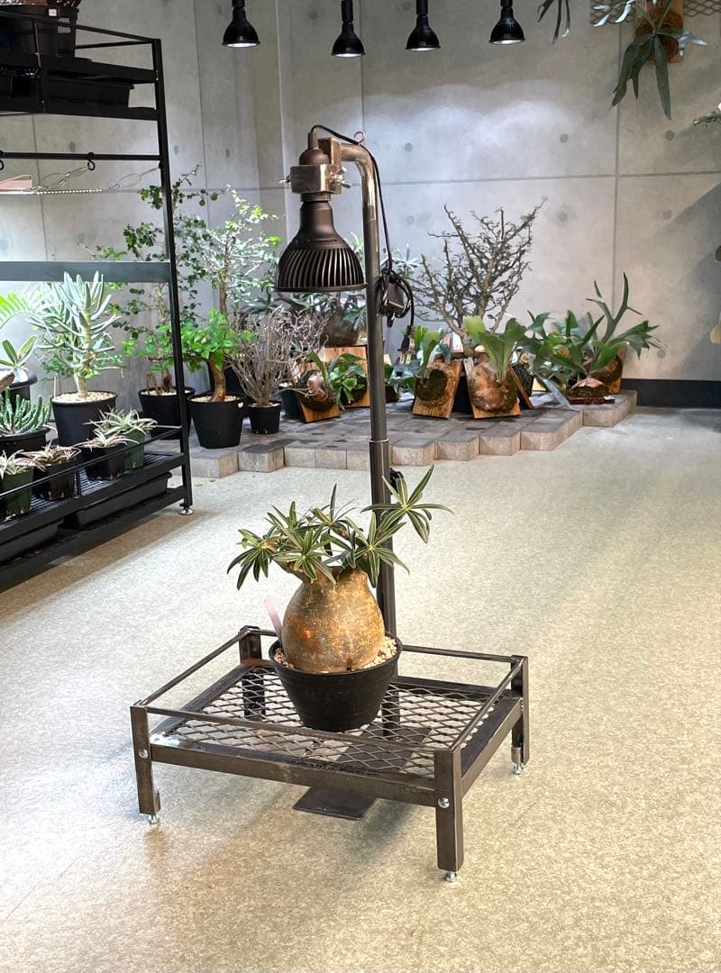 1台現品　塗装前完成品　ミニ植物棚　ライト特別使用。電源用ライトソケット付き。