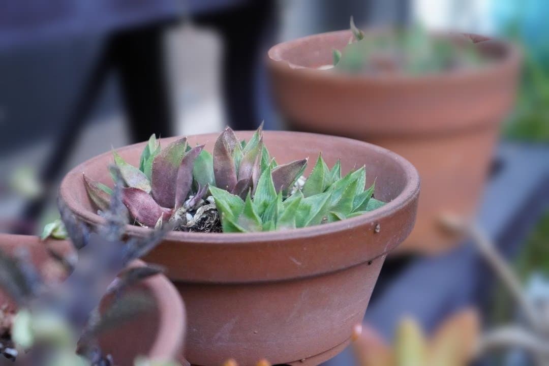 SONY 単焦点レンズ E 35mm F1.8 ソニー SEL35F18