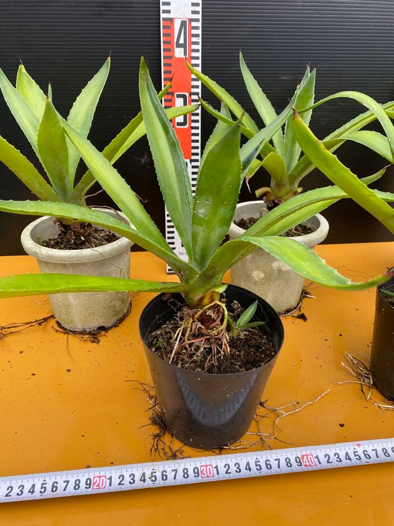 アガベ　ベネズエラ　グリーン　6株セット