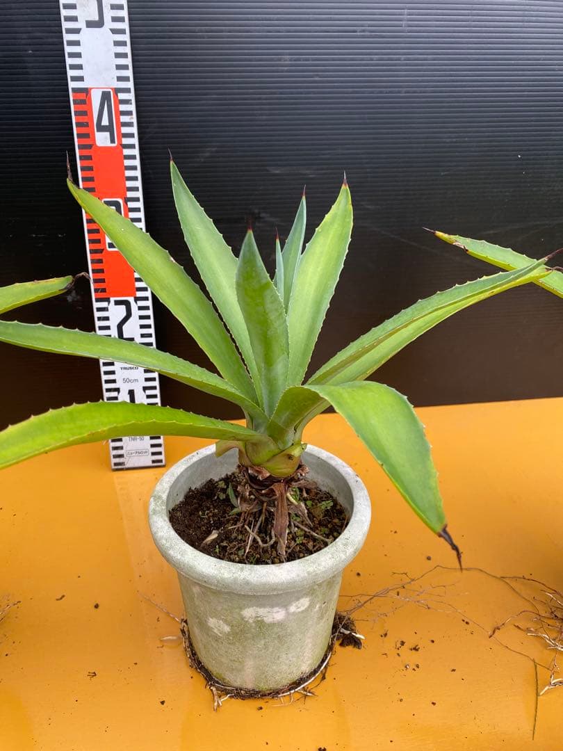 アガベ　ベネズエラ　グリーン　6株セット