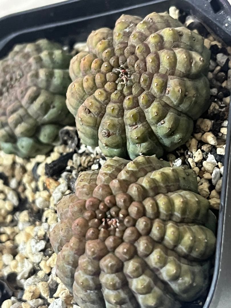 亀甲オベサ　カキコ自根 3株　サボテン