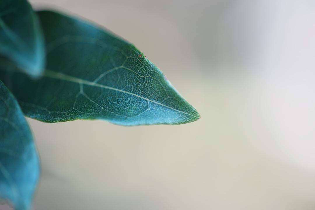 momo　アダプター付 Olympus Zuiko 90mm F2 649